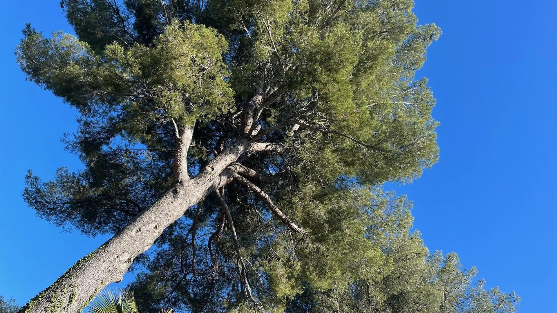 Villa Grand Cedre مارسيليا فرنسا