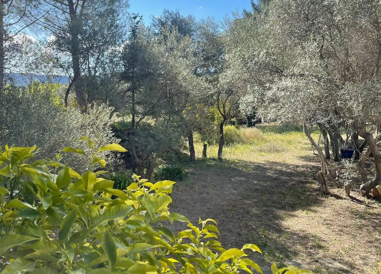 Villa Grand Cedre Marseille